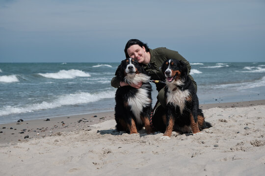 Bernese mountain dogs