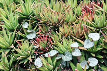 Haworthia angustifolia succulent plant