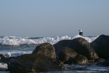 atardecer en la playa con gaviotas en las rocas y olas rompientes en el otoño