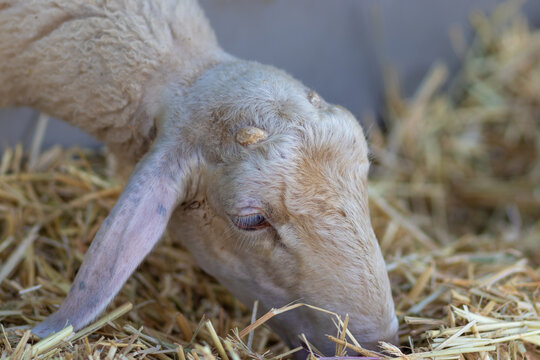 Close-up on the head of a white sheep eating straw in a barn
