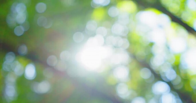 Green bokeh in the garden. Lens flare in the forest. Bright spring sunbeams shine on leaves of tree. Scenic shot of sun rays peering through the branches and shining down.