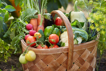 Basket with harvest of vegetables from local farmer or greenhouse. Ripe tomatoes, eggplants,...