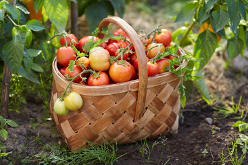 Basket with tomatoes harvest. Organic vegetables from local farmer or greenhouse.