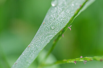 Green grass macro photo with dew drops on it. Macro nature.