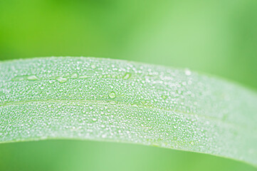 Green grass macro photo with dew drops on it. Macro nature.