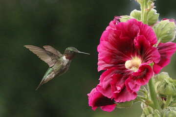 Male Ruby Throated humming bird and red hollyhock