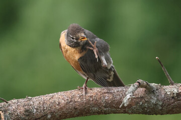 Robin preening face with foot