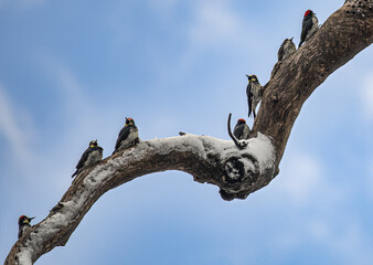 A flock of Acorn Woodpeckers on a branch in snow