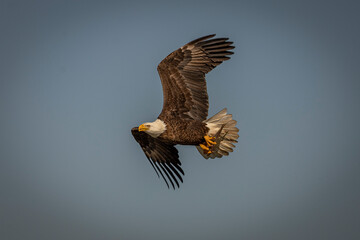 A Bald Eagle flies away with his catch 
