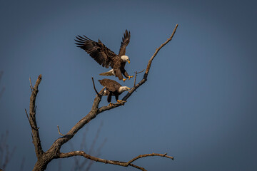 A pair of Bald Eagles landing in a dead tree along Pohick Bay in Virginia