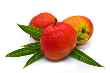 Isolated Willard mangos on white background.