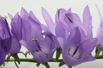 Purple bell flowers.