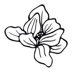 Magnolia flower iisolated on white background. Hand drawn vector illustration for wedding invitations, greeting cards and witchcraft.