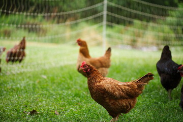 Fototapeta premium Chickens on a small farm in the country. Small scale poultry farming in Ontario, Canada.