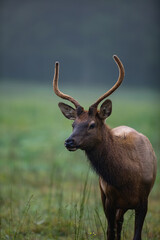 Obraz premium Elk in Cataloochee Valley