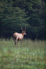 Elk in Cataloochee Valley