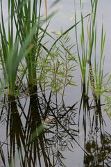 reeds and willow trees in the water