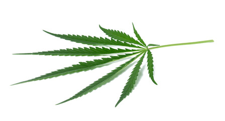 Green cannabis leaf on a white isolated background, top view