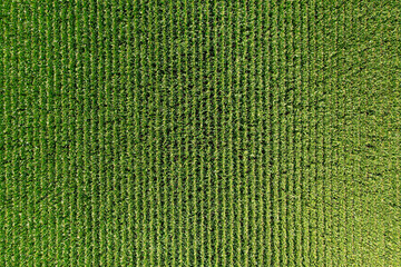 Corn green field from a great height