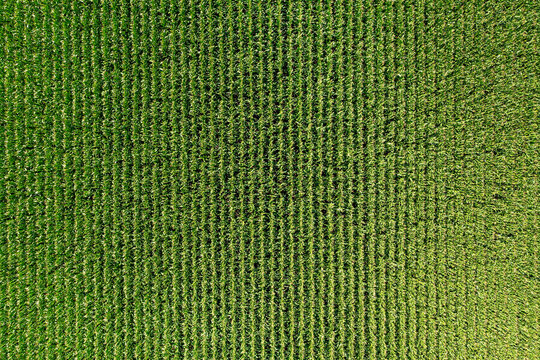 Corn green field from a great height