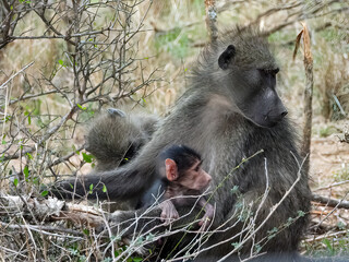 Chacma baboon mother with two cubes, sitting on the savanna ground. Kruger National Park, South...