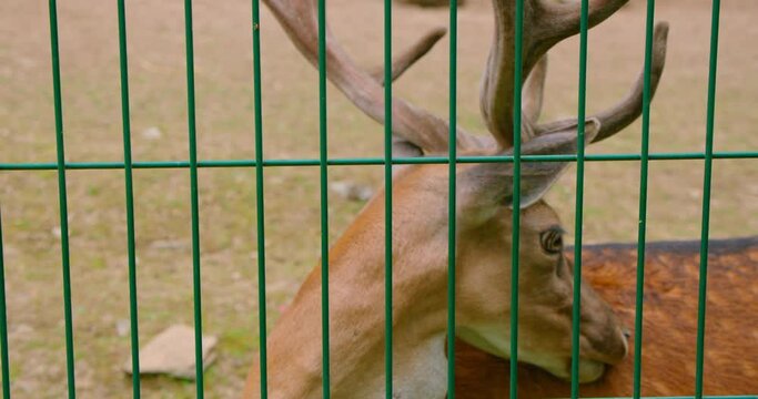 Close-up doe looks with sad eyes. Reserves and animals parks. Deer in captivity, in a cage. Mammal with horns needs freedom. The concept of animals protection.