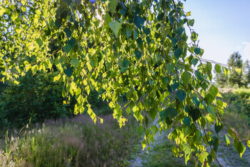 Fototapeta na wymiar Birch tree in Wegrow County in Mazowsze region of Poland