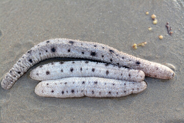 Sea cucumbers on the shallow sea floor on the beach,  echinoderms from the class Holothuroidea, ...