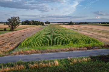 Aerial drone photo of maize field in Mazowsze region of Poland