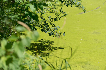 pond covered with duck weed
