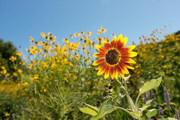 sunflower isolated on a background with tall yellow flowers and blue sky