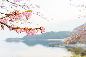 下松市笠戸島の河津桜