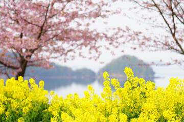 下松市笠戸島の河津桜と鮮やかな菜の花