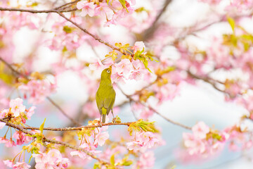 河津桜とメジロ