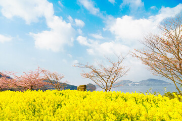 下松市笠戸島の河津桜と鮮やかな菜の花