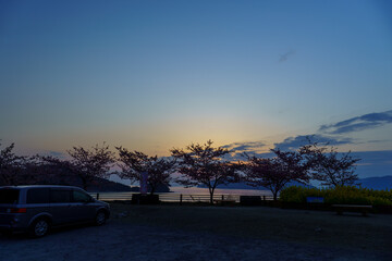 夕日に映える河津桜