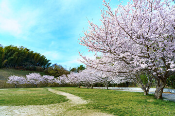 満開のソメイヨシノの咲く公園