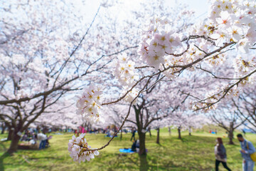 満開のソメイヨシノの咲く公園