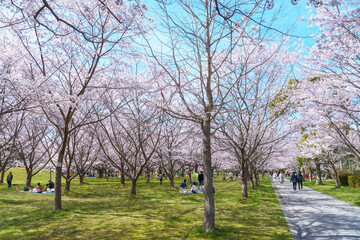 満開のソメイヨシノの咲く公園