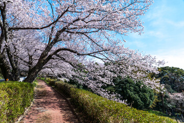 満開のソメイヨシノの咲く公園