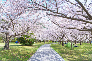 満開のソメイヨシノの咲く公園　桜の下を歩く道