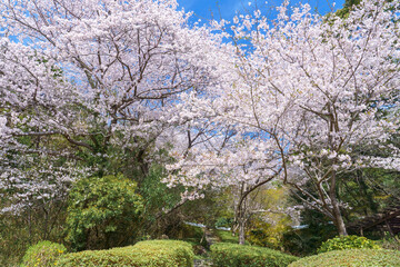 満開のソメイヨシノの咲く公園