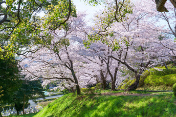 Obraz na płótnie Canvas 満開のソメイヨシノの咲く公園