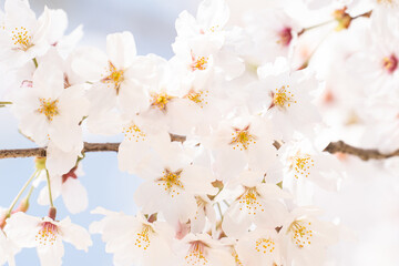 優しさ漂う春の桜