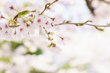 優しさ漂う春の桜