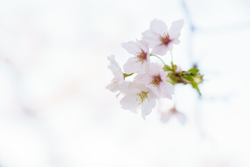 優しさ漂う春の桜