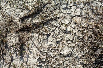 Parched ground showing harsh drought conditions, cracked soil.