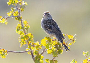 Chipping Sparrow