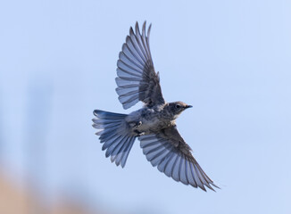 Mountain Bluebird