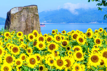 山口県下松市笠戸島の朝日を浴びる満開のひまわりの黄色と青い空